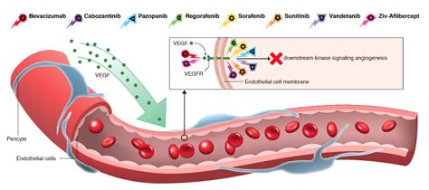 About Angiogenesis|The Angiogenesis Foundation