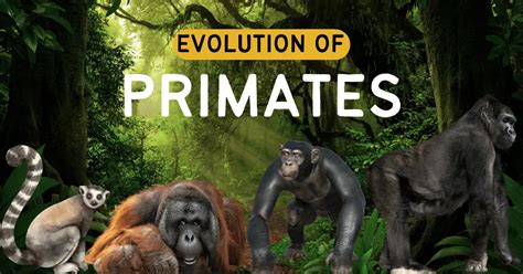 Evolution of Primates in Anthropology | Anthroholic