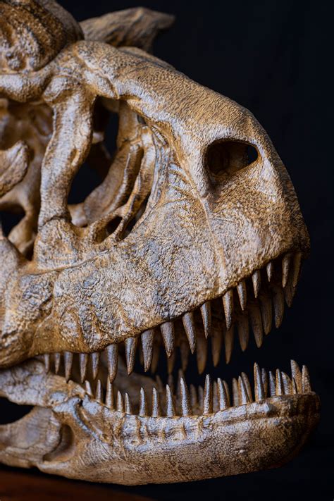 Carnotaurus Skull Replica Sculpture From Real Fossil Wooden Base, Brass ...