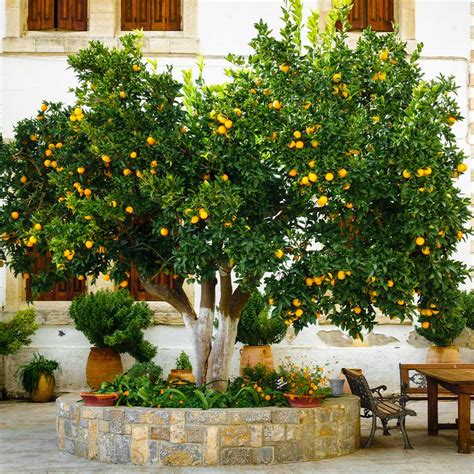 Cara Cara Navel Orange Trees for Sale | BrighterBlooms.com