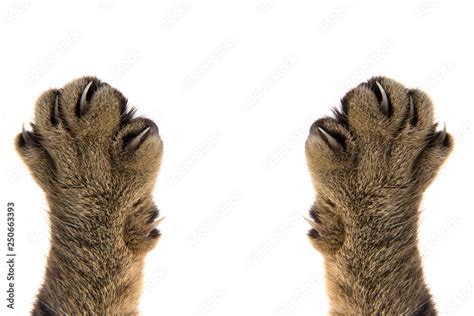 cat paws with claws on white background Stock Photo | Adobe Stock