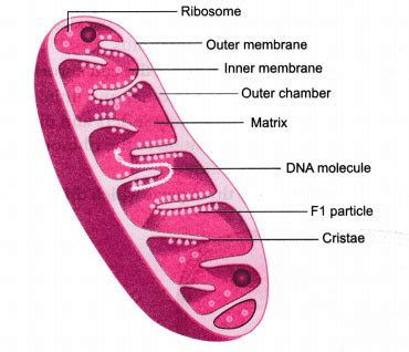 Draw a well-labelled diagram of mitochondria.