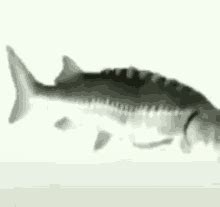 Fish Spinning GIF - Fish Spinning - Discover & Share GIFs