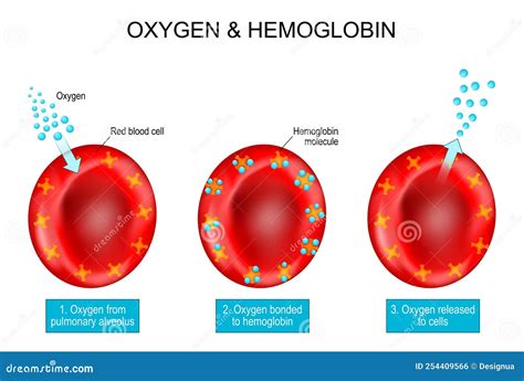 Oxygen And Hemoglobin. Red Blood Cells With Hemoglobin Molecule Vector ...