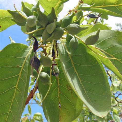 TERMINALIA ferdinandiana - Kakadu Plum – Australian Seed