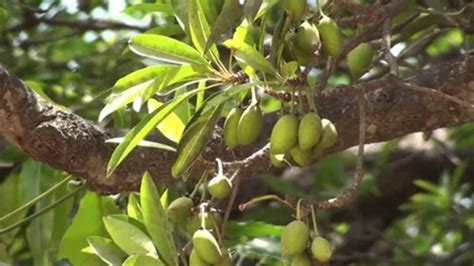 Madhuca Indica Oil at Rs 850/litre | Madhuca longifolia Oil in Gwalior ...