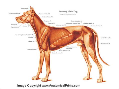 Canine Muscle Chart - Clinical Charts and Supplies