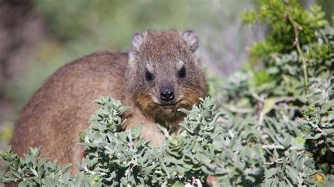 Rock Hyrax Fact Sheet | Blog | Nature | PBS