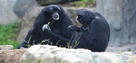 CONTACT | Syracuse Zoo Events