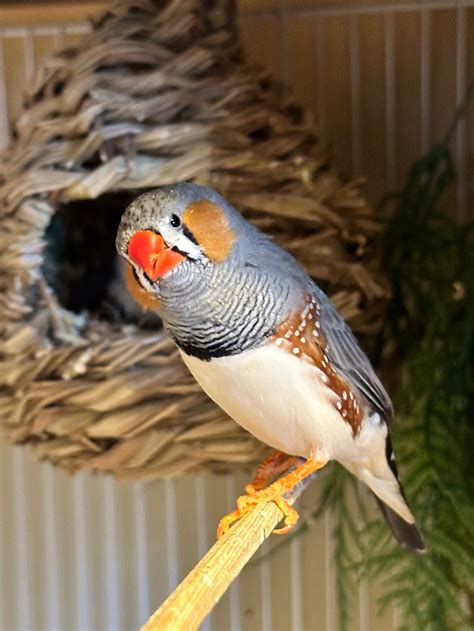 Zebra Finches | Birds for Rehoming | Saskatoon | Kijiji