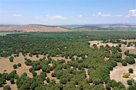 Turkey is fighting desertification with Trees and measures - Haber Tusba