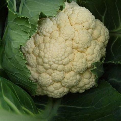 Organic Cauliflower: Snowball - True Harvest Seeds Shop