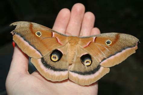 Antheraea polyphemus aka Giant Silk Moth. This female had just emerged ...