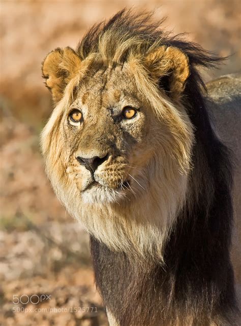 Photograph Black Mane Lion by Hendri Venter on 500px