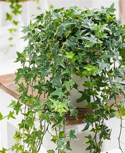 Growing English Ivy Indoors | Ivy Houseplant Care Tips