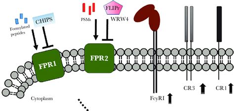 Proposed mechanism of enhanced phagocytosis by formyl-peptide receptor ...