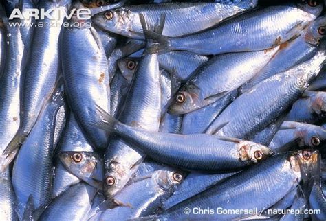 Atlantic herring - Alchetron, The Free Social Encyclopedia