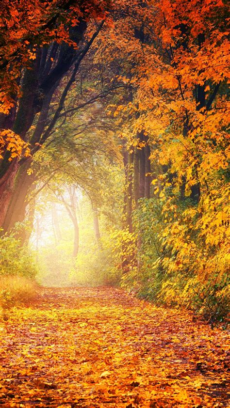 Cập nhật những Desktop backgrounds autumn đẹp và tuyệt vời nhất hiện nay.