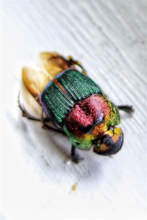 Close up with the Rainbow Scarab | Bug Week 2023