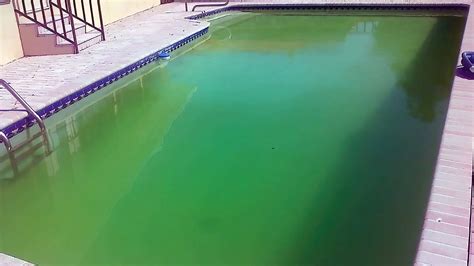 Why Is My Pool Green? — Fix Your Green Pool With This Guide! ‐ The Pool Co