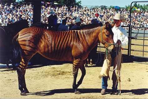 The mule is a hybrid cross between a male donkey and a female horse ...