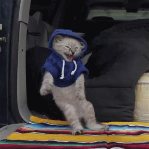 Dancing Cat GIF - Dancing Cat FunnyAnimals - Discover & Share GIFs