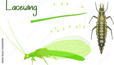 Life cycle of lacewing (Chrysopa). Lacewing flat vector illustration on ...