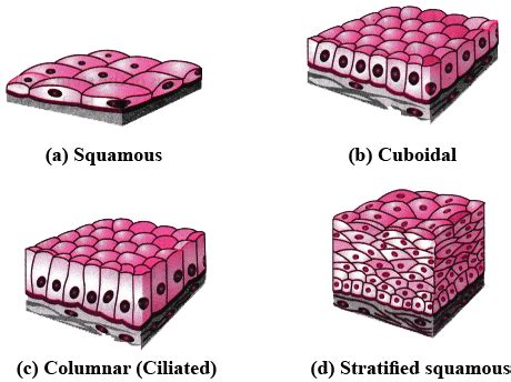 Stratified Columnar Epithelium Drawing - Histology Image Membranous ...