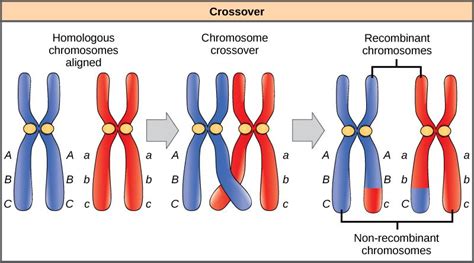 Somatic Cell, Evolutionary Biology, Heredity, Chromosome, Synthesis ...