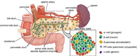 The Exocrine Portion Of The Pancreas Produces - slideshare