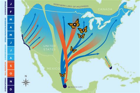 Monarch Butterfly Habitat Information | Conservation Habitat Management ...