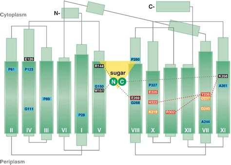 permease | Semantic Scholar