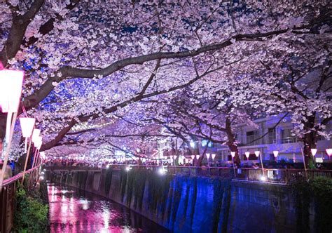 5 Best Cherry Blossom Festivals in Tokyo 2020 in 2020 | Cherry blossom ...