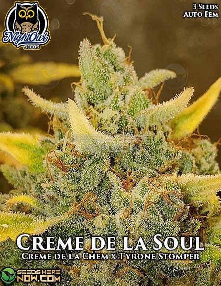 Night Owl Seeds – Creme de la Soul Feminized - Seeds Here Now