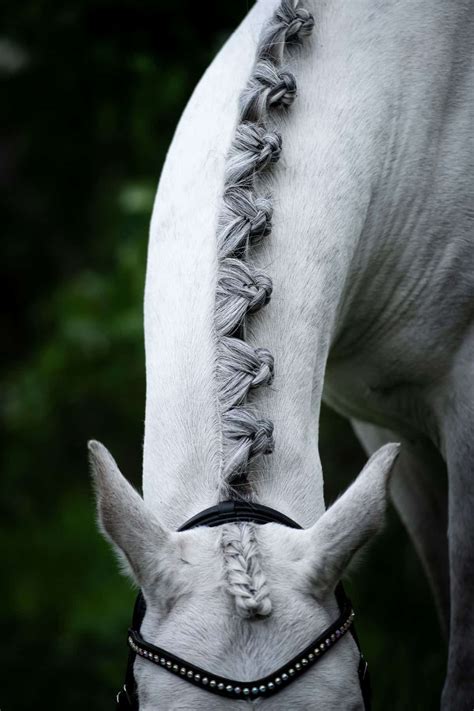 Pros and Cons of Braiding Your Horse's Mane or Tail