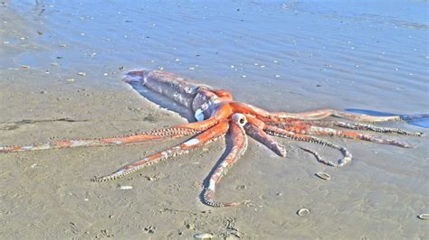 Stunningly intact giant squid washes ashore in South Africa | Live Science