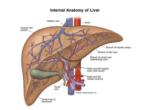 Liver Functioning