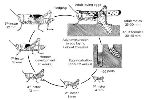 Life Cycle Of Locust