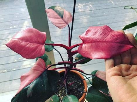 Philodendron pink princess Highly Variegated Pink Princess Philodendron ...