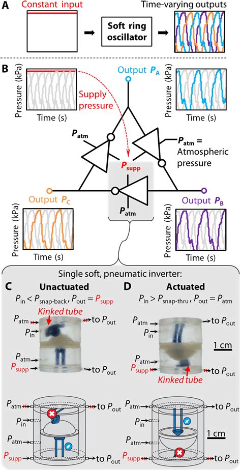 A soft ring oscillator | Science Robotics