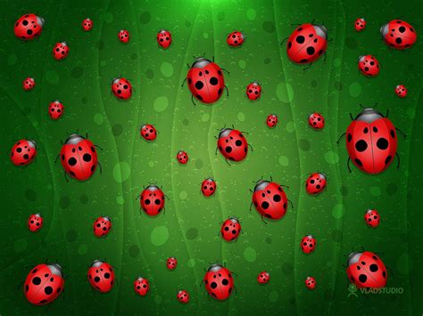 Ladybug Wallpapers - Top Free Ladybug Backgrounds - WallpaperAccess