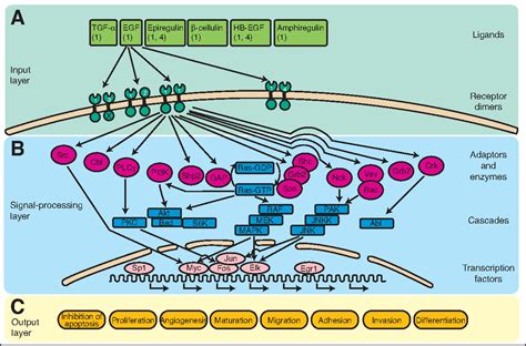 Figure 1 from Methods of Evaluating EGFR Expression The causal role of ...