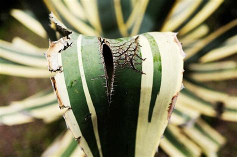 Premium Photo | Close-up of caterpillar on leaf