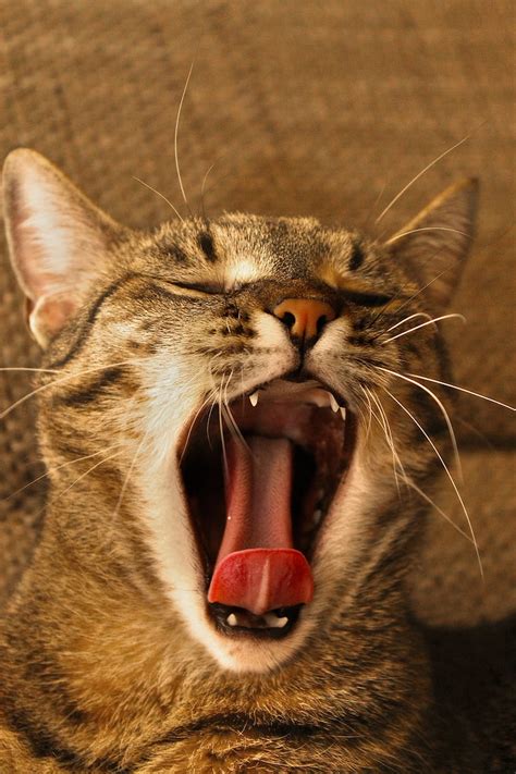 Royalty-Free photo: Cat yawning | PickPik