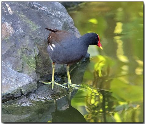 Common Moorhen photo - Doug J photos at pbase.com