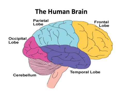 the-human-brain – Making Headway Center