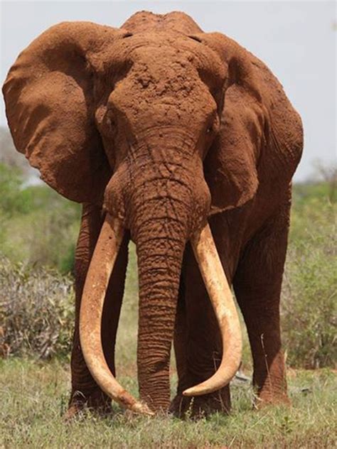 Satao the 'iconic' tusker elephant is killed by poachers in Kenya | The ...