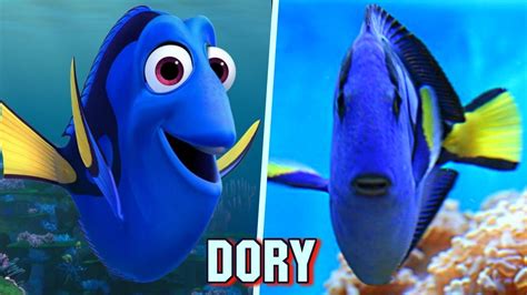 Finding Dory Fish In Real Life New - YouTube