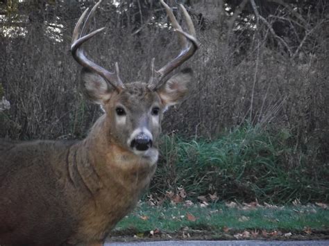 8 Point Buck Photograph by Valerie Paree | Fine Art America