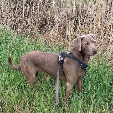 Weimaraner Mixes: 23 Different Weimaraner Crossbreeds - K9 Web